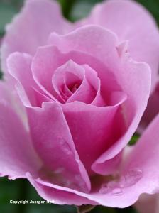 James P. Kelleher Rose Garden